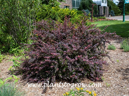 Burgundy Carousel Barberry (Berberis thunbergii var. atropurpurea)
This image was taken later in the summer .